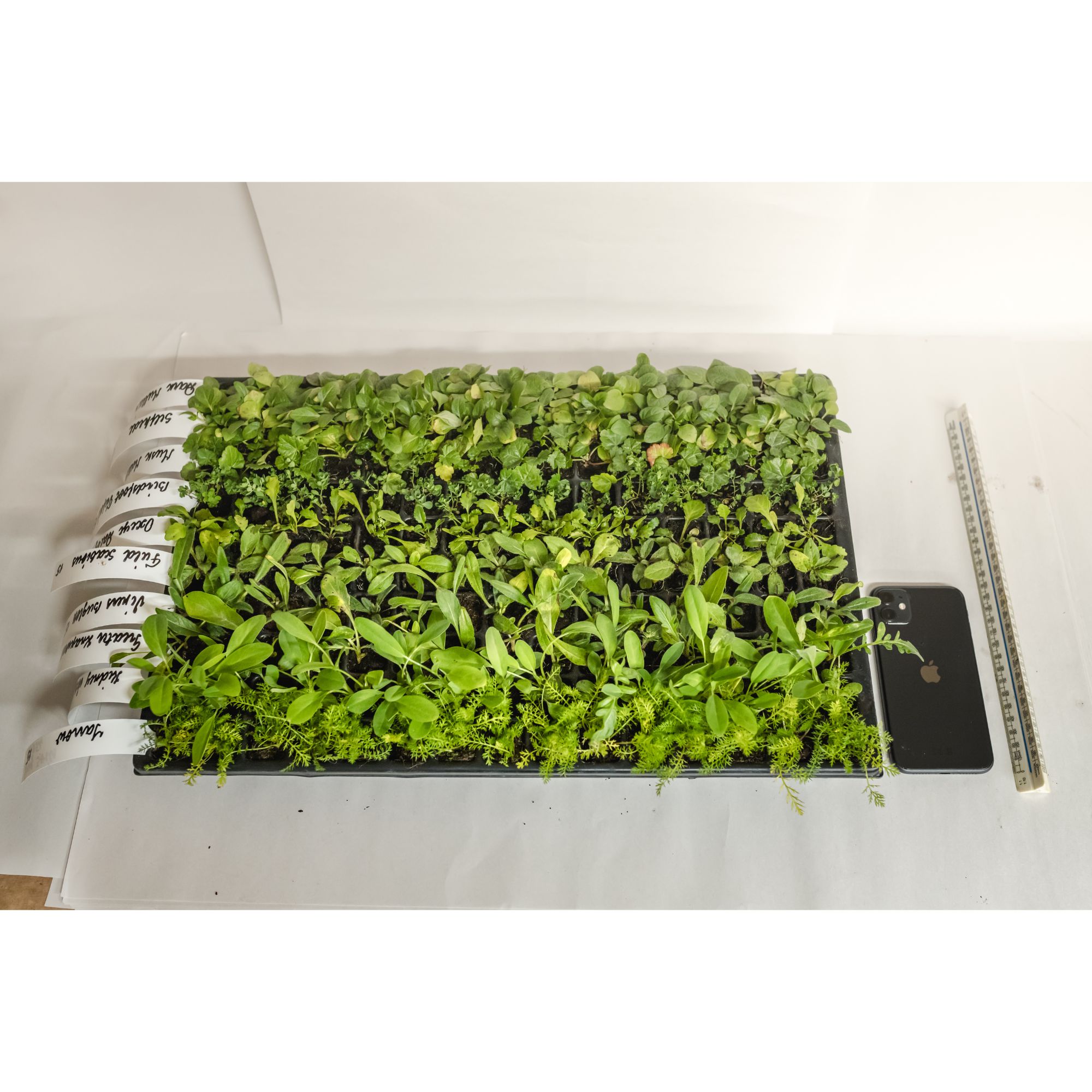 John Chambers Acid Soils Wildflower Plug plants Wildflower Plug